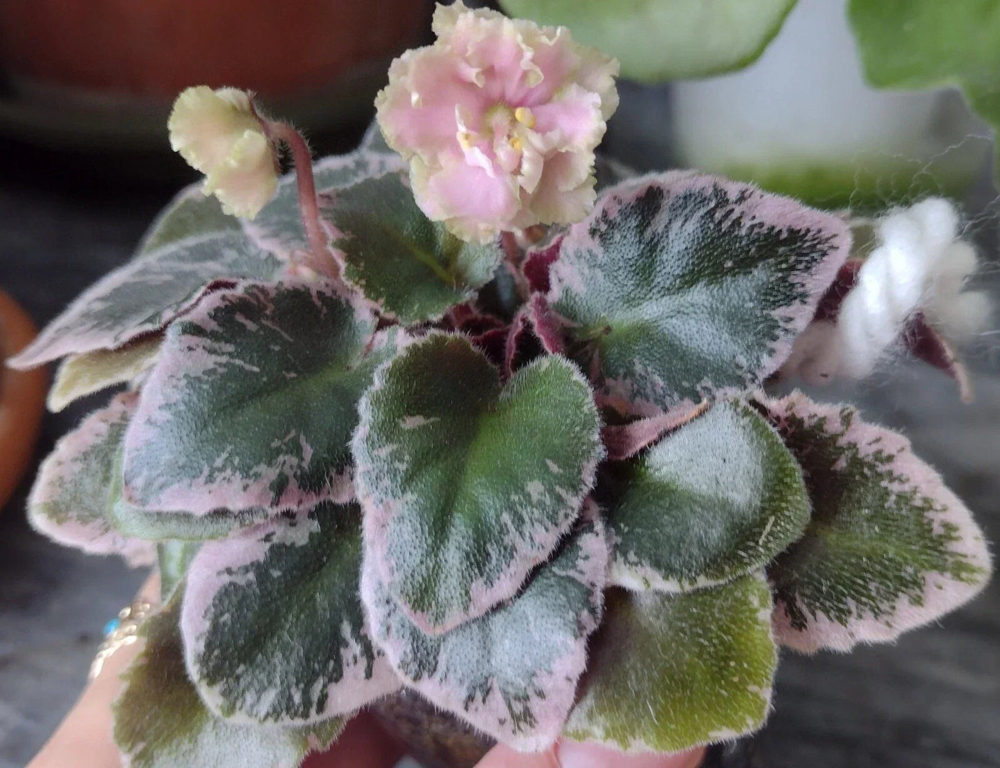 Mini African Violet Unrooted Leaves 2-Pack Saintpaulia for Propagation Indoor Garden