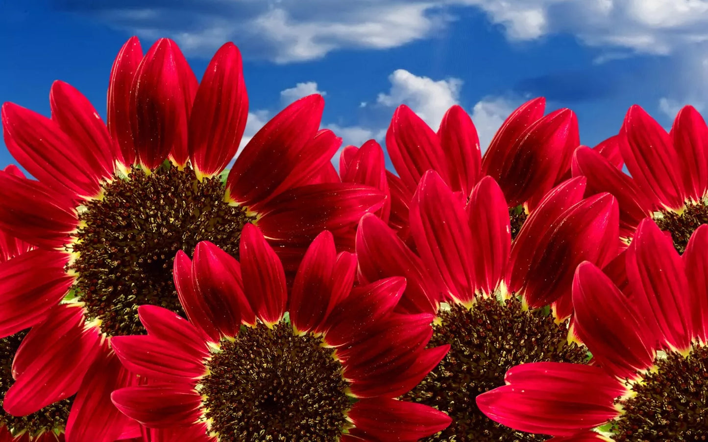 Red Sun Sunflower Seeds - 30+ Pack, Helianthus annuus, Vibrant Red Blooms, Attract Pollinators, Easy to Grow