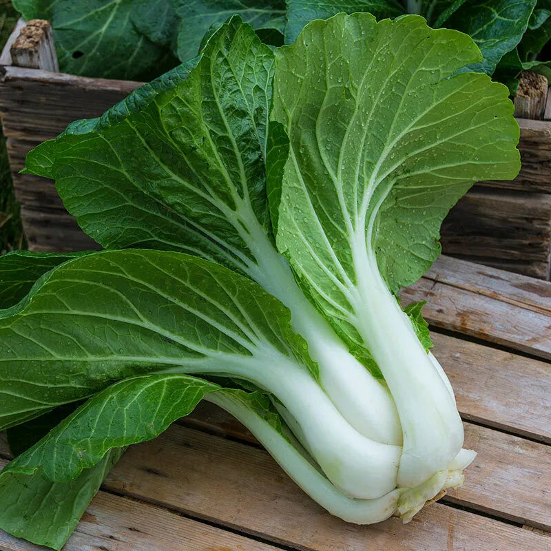 Pak Choi Seeds 800+ Count Non-GMO Brassica rapa subsp. chinensis Vegetable Seeds for Home Garden Planting
