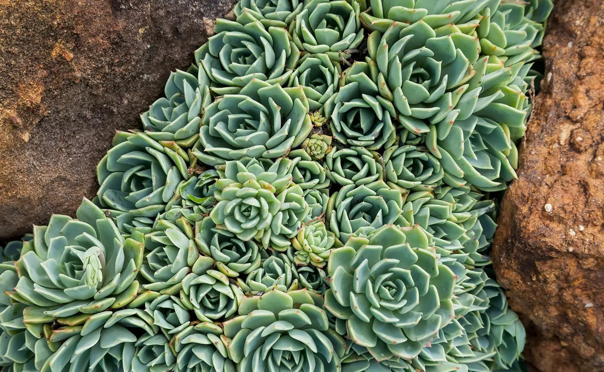 Hen's and Baby's Succulent Seeds - 200 Echeveria spp. Seeds for Planting