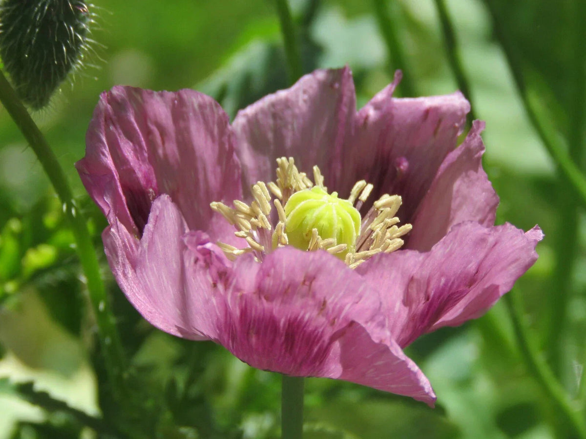 Giant Purple Poppy Seeds - 100 Heirloom Papaver somniferum Flower Seeds for Garden, Borders, and Cut Flowers