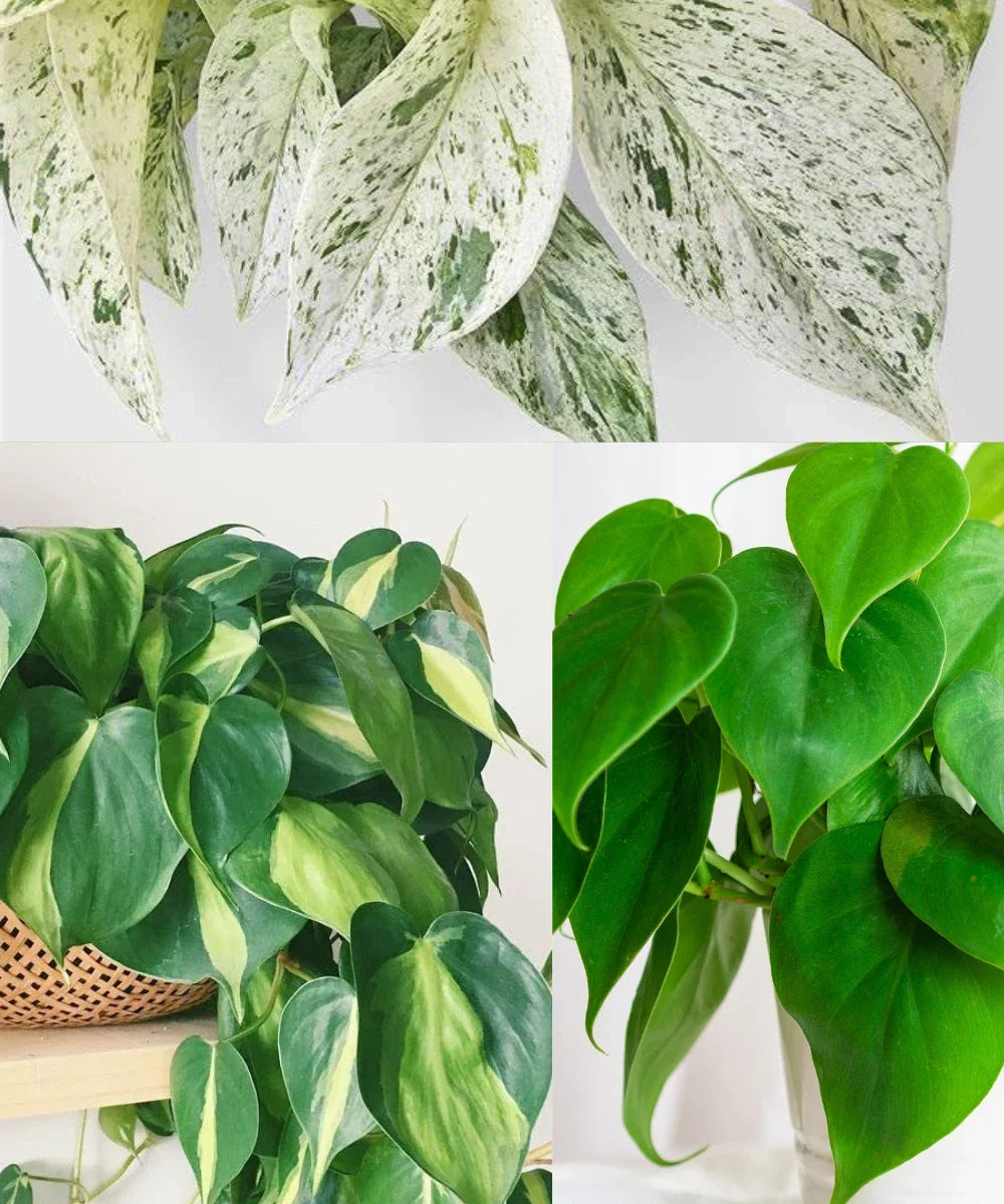 Philodendron Brazil, Heartleaf Philodendron, Marble Queen Pothos Cuttings for Propagation, Indoor Plant, Trailing Vines