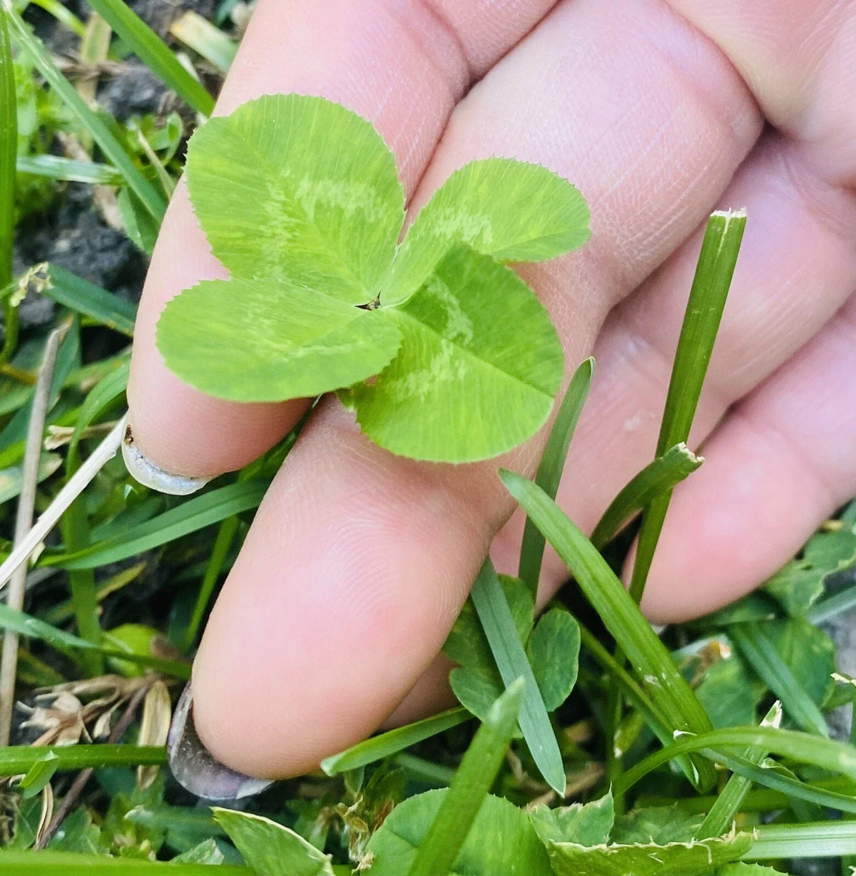 Rare 4 Leaf Clover Plant - Handpicked Genuine Lucky Charm - Trifolium repens Preserved Display
