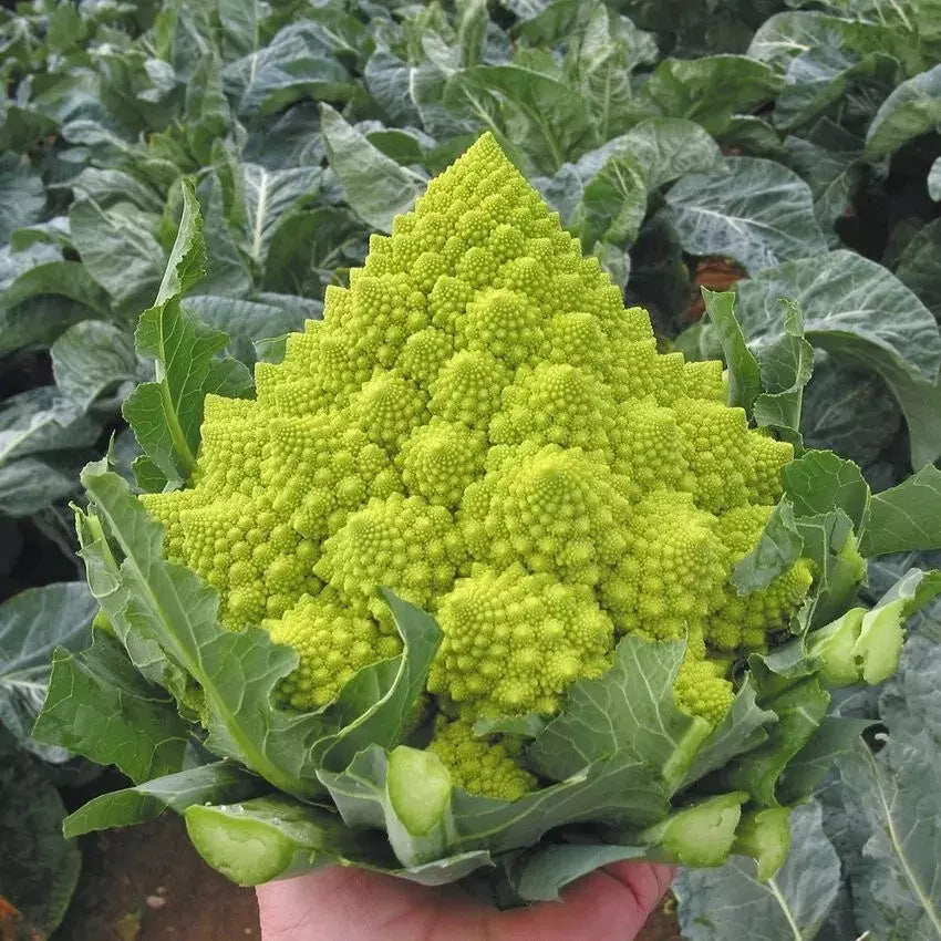 Romanesco Broccoli Seeds - Organic Heirloom Non-GMO Vegetable Seeds for Home Garden, Fractal Shape, Brassica oleracea