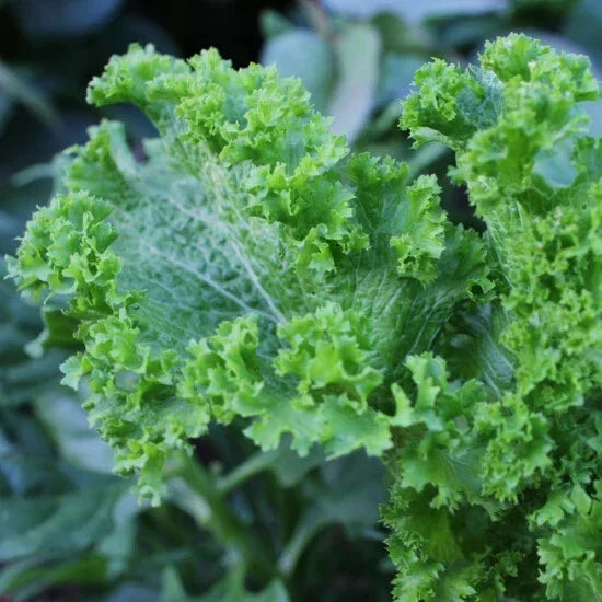 Green Wave Mustard Seeds - Spicy Brassica juncea for Organic Gardening, Non-GMO, Full Sun, Container-Friendly