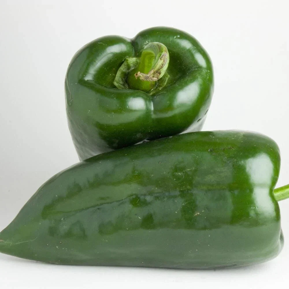 Poblano Pepper Seeds | Heirloom Non-GMO Organic Vegetable Seeds | Capsicum annuum | Bountiful Harvest