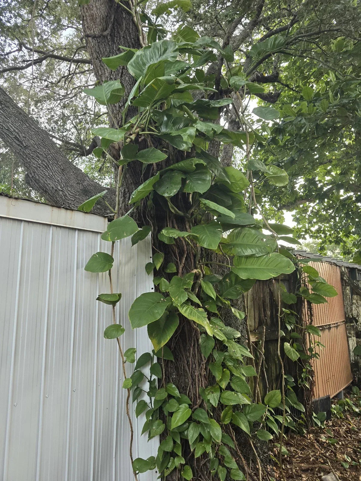 Giant Green Pothos Cuttings 6-8 Inches, Taro Vine, Epipremnum aureum, Indoor Plant Propagation, Tropical Foliage