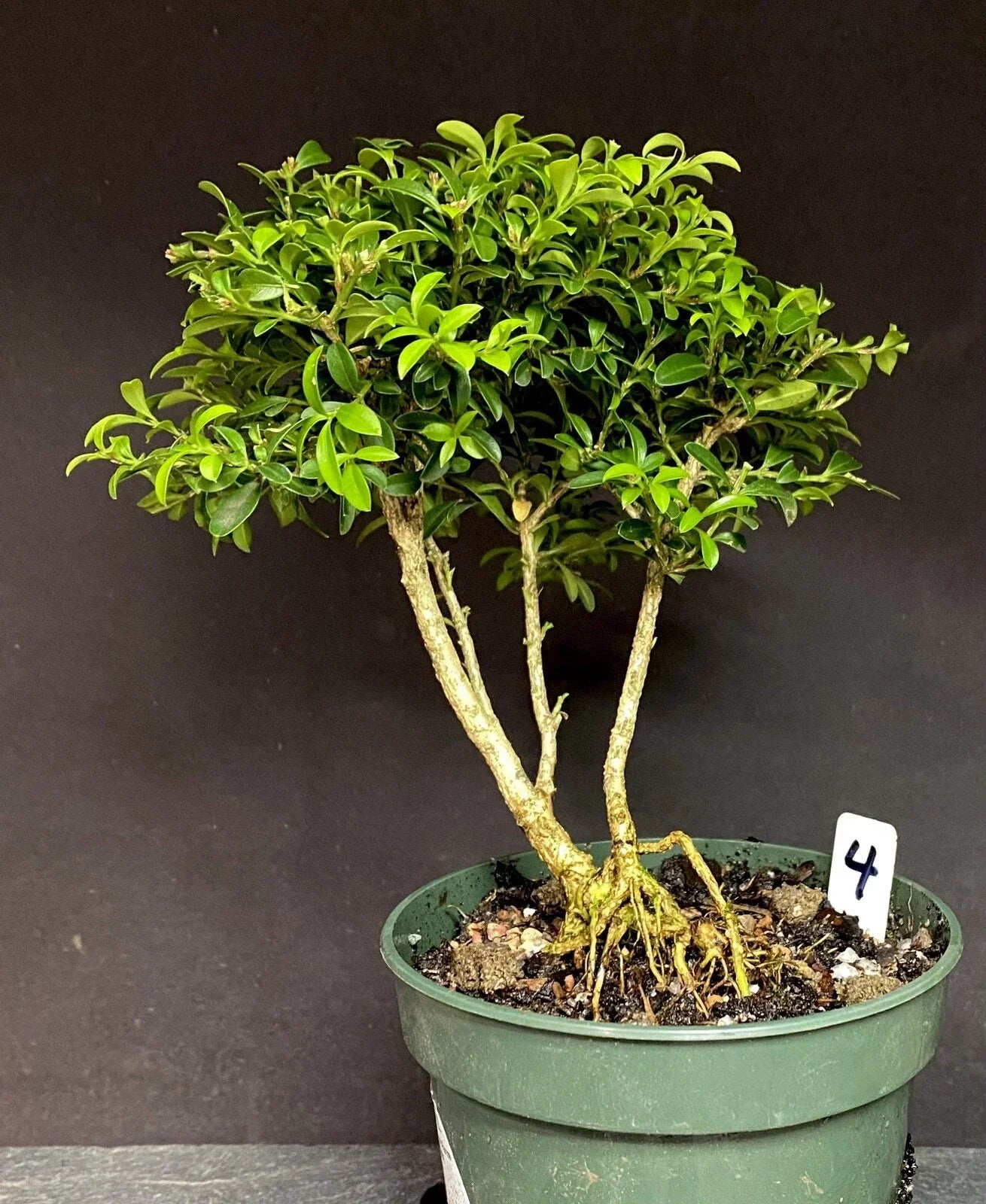 Pre-Bonsai Tree Kingsville Boxwood Buxus microphylla var. japonica, 8-10 Years Old, Ready to Pot