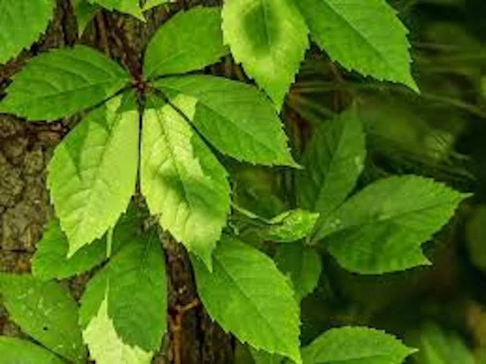Virginia Creeper Plants - Bare Root Vines - Parthenocissus quinquefolia - Fast-Growing Native Vine with Autumn Foliage