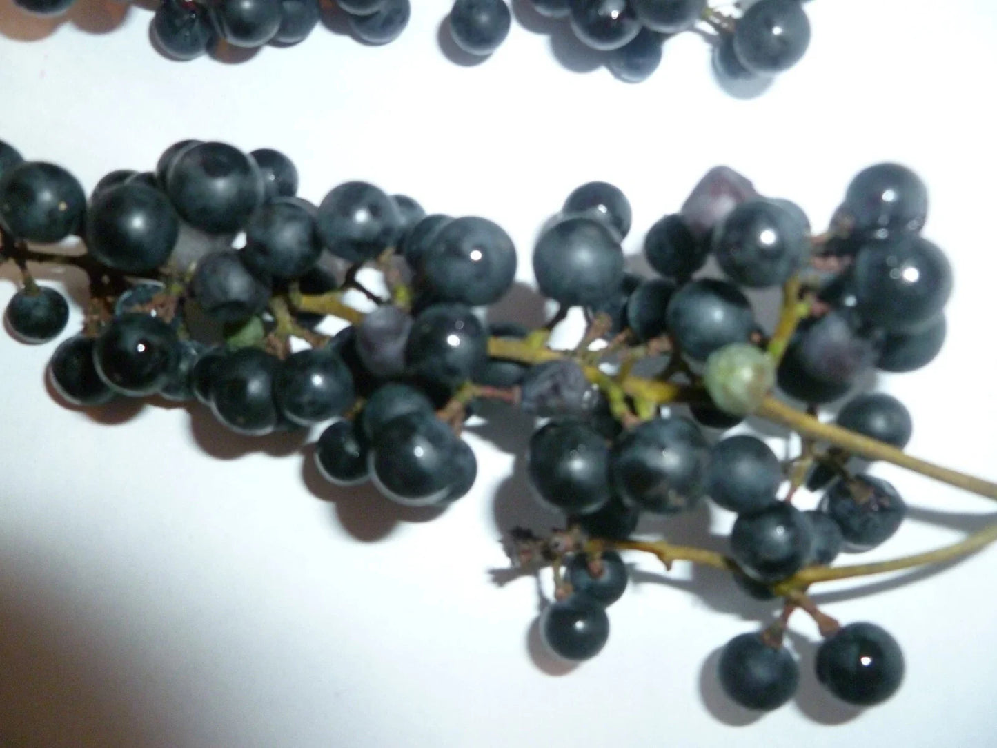 Organic Wild Grape Seeds - 25 Pack - Vitis aestivalis - Non-GMO, Heirloom, Free Shipping