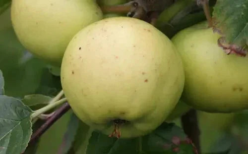 Bulmer's Norman Apple Seeds - 25+ Pack - Malus domestica - USA Grown