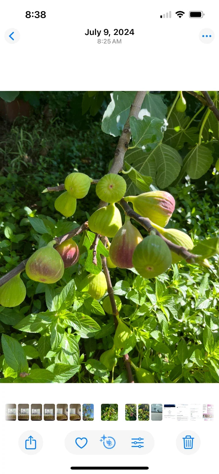 Brown Turkey Fig Cuttings - 5 Pieces, 8-9 Inches, Ficus carica, Fruit Tree Propagation, Garden Planting Supplies