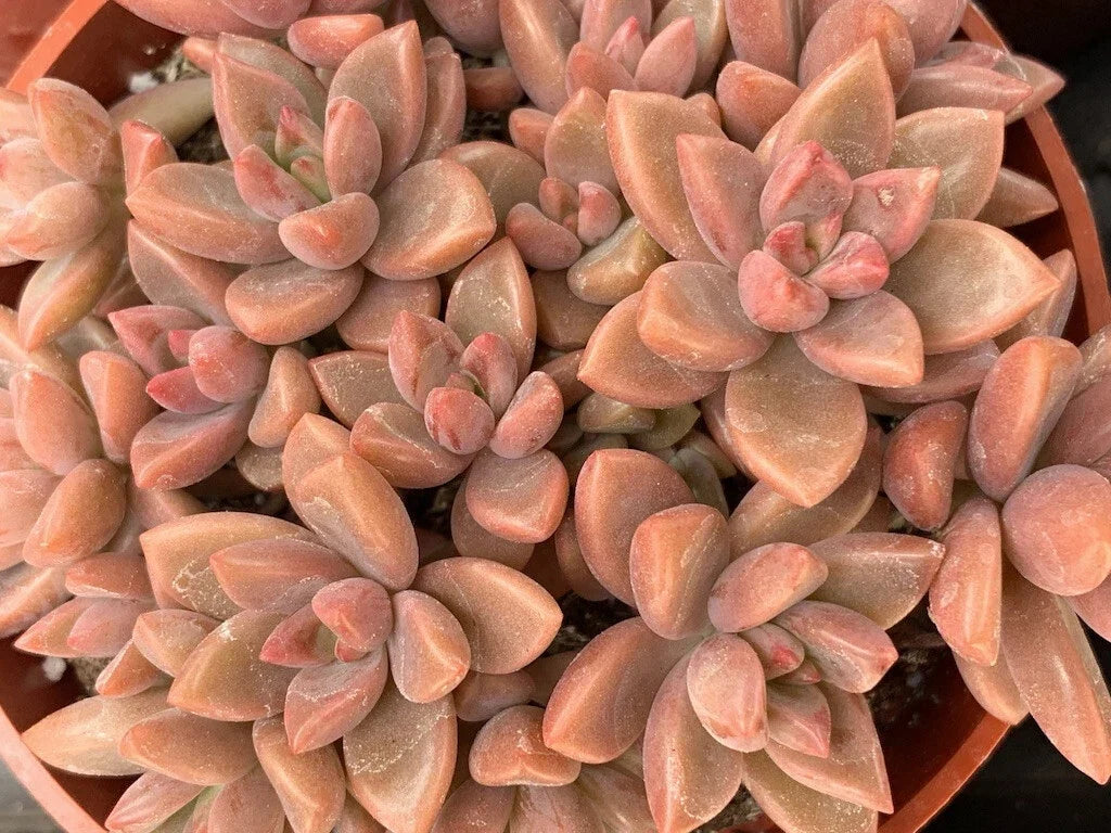 Graptopetalum 'Alpenglow' Succulent Cuttings – 1.5" Diameter, Unrooted, Pink & Blue Foliage, Easy Care, Indoor & Outdoor Plant