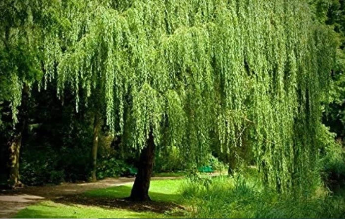 Dwarf Weeping Willow Tree Cutting - Salix babylonica 'Crispa' - Small Garden, Patio, Landscaping Plant