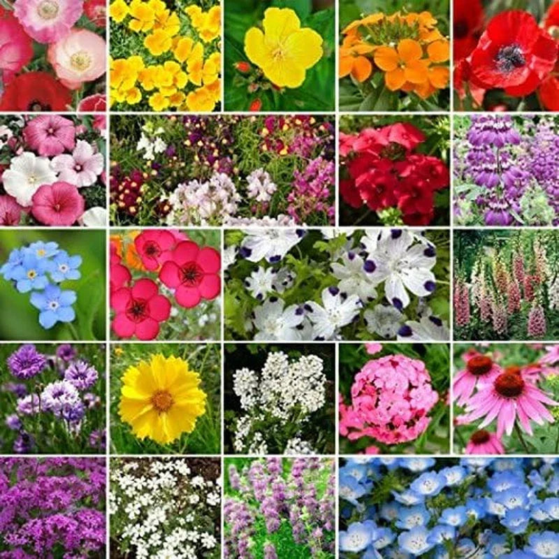 Wildflower Seed Mix 1 lb for Partial Shade | Native Wildflowers for Gardens & Landscaping | Supports Pollinators