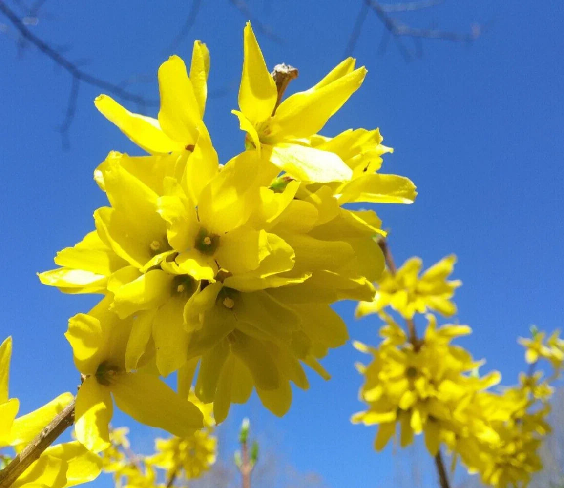 Forsythia x intermedia 'Yellow Bell' Cuttings – 10+5 Hardy Bush for Privacy Hedge, Ornamental Garden Border