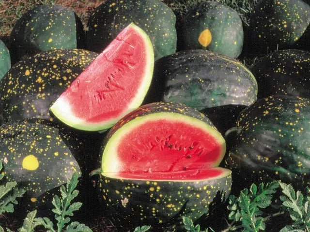 Moon and Stars Red Watermelon Seeds 15 Ct | Citrullus lanatus | Non-GMO Fruit Seeds for Home Garden & Small Farms