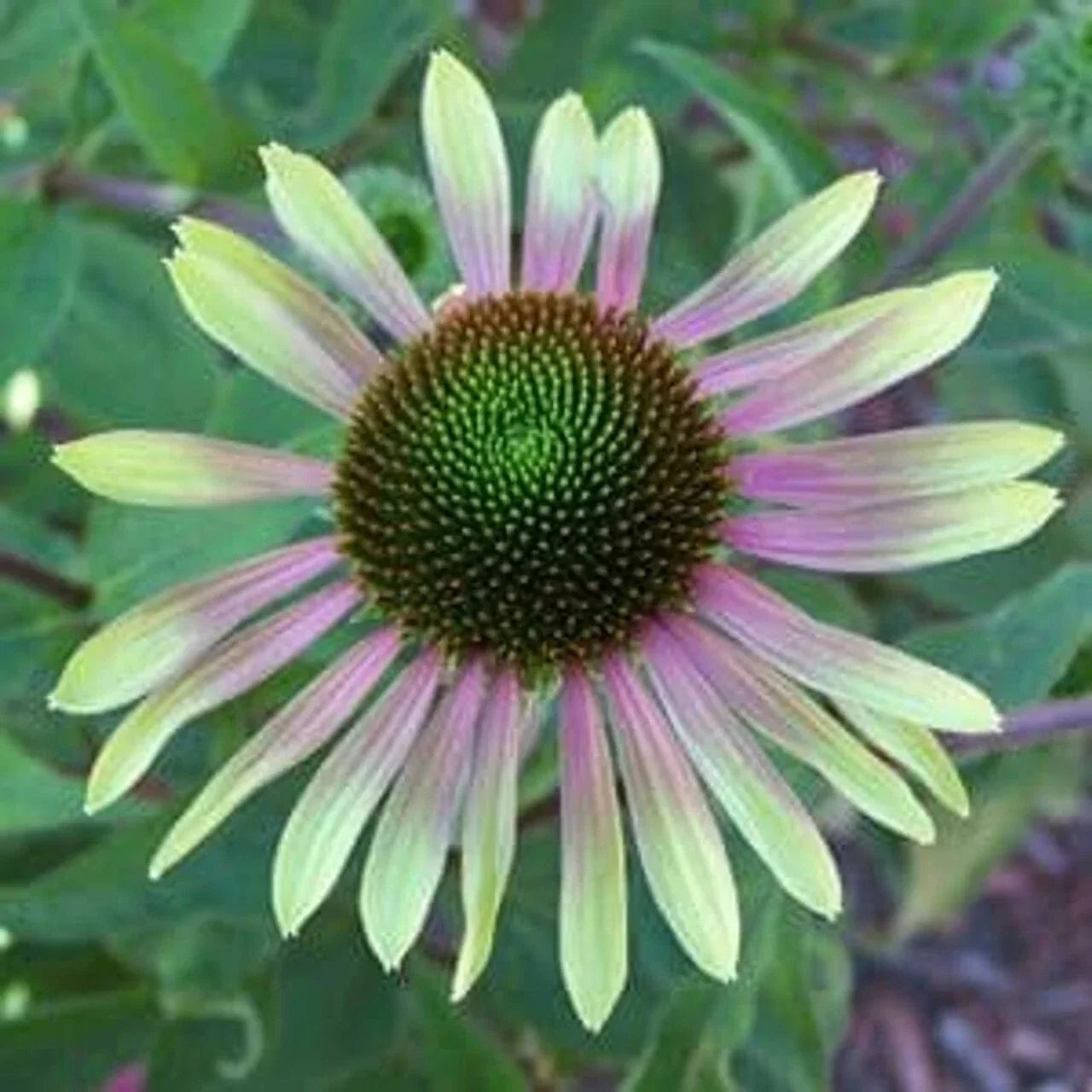 Green Envy Coneflower Seeds | Echinacea purpurea | Perennial Flower Seeds for Garden Planting