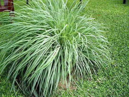 Lemongrass Plant Starter - Rooted Perennial Herb Cymbopogon citratus for Culinary Gardens
