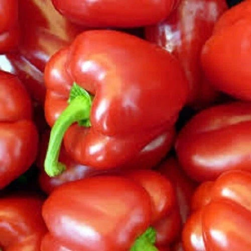 Big Red Sweet Bell Pepper Seeds – Organic, Non-GMO, Capsicum annuum, Vibrant Red, Crunchy, Sweet Peppers, Vegetable Seeds
