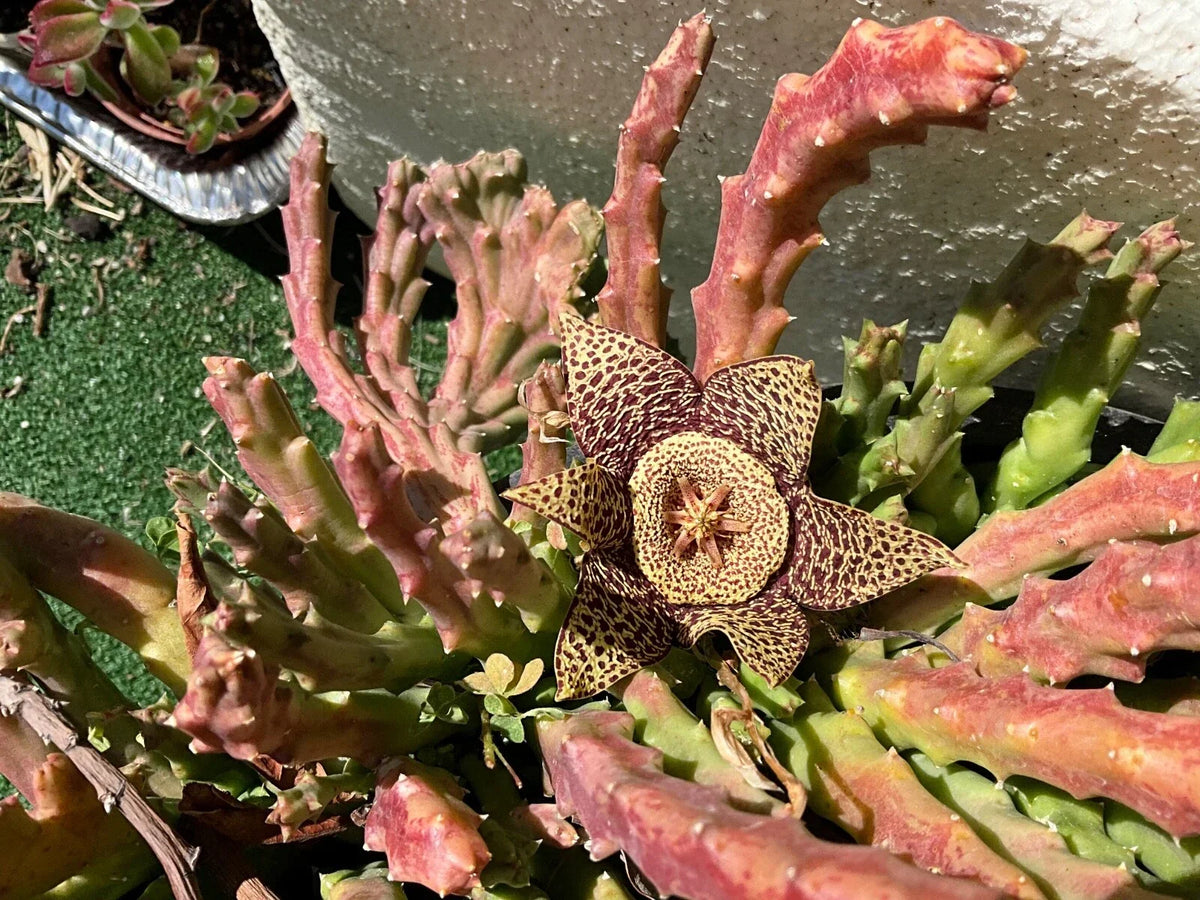 Stapelias Variegated Star Cuttings - 5 Succulent Propagation Plants - Unique Star-Shaped Flowers - Stapelia gigantea