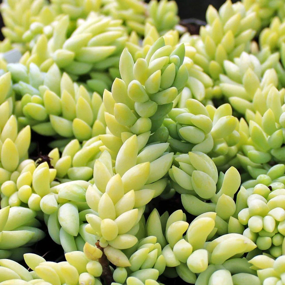 5" Donkey's Tail Succulent Cuttings, Sedum Morganianum, Trailing Indoor Plant, Easy Care, Burro's Tail, Hanging Basket