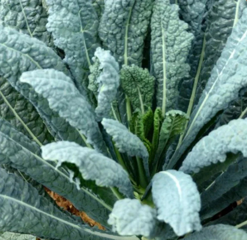 Lacinato Kale Seeds 4000 Count | Italian Dinosaur Kale NON-GMO Brassica oleracea var. sabellica