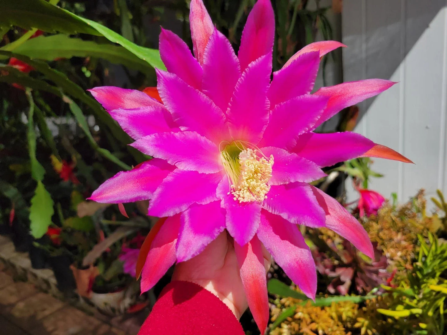 Epiphyllum Chanteuse Unrooted Cuttings - 8-10 Inches Long - Exotic Cactus Propagation - Epiphyllum spp.
