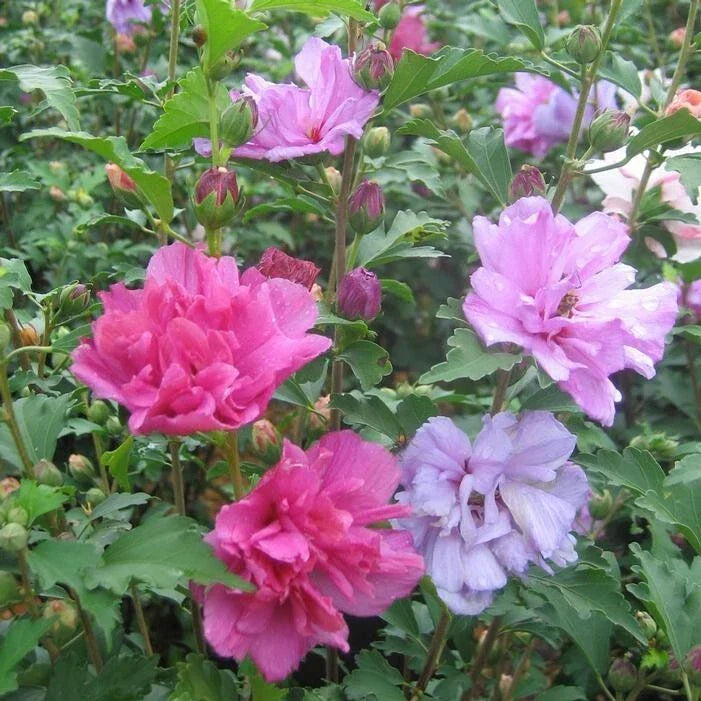 Mixed Rose of Sharon Plants - 3 Live Hibiscus syriacus in 2.5" Pots, Various Colors, Hardy Flowering Shrubs
