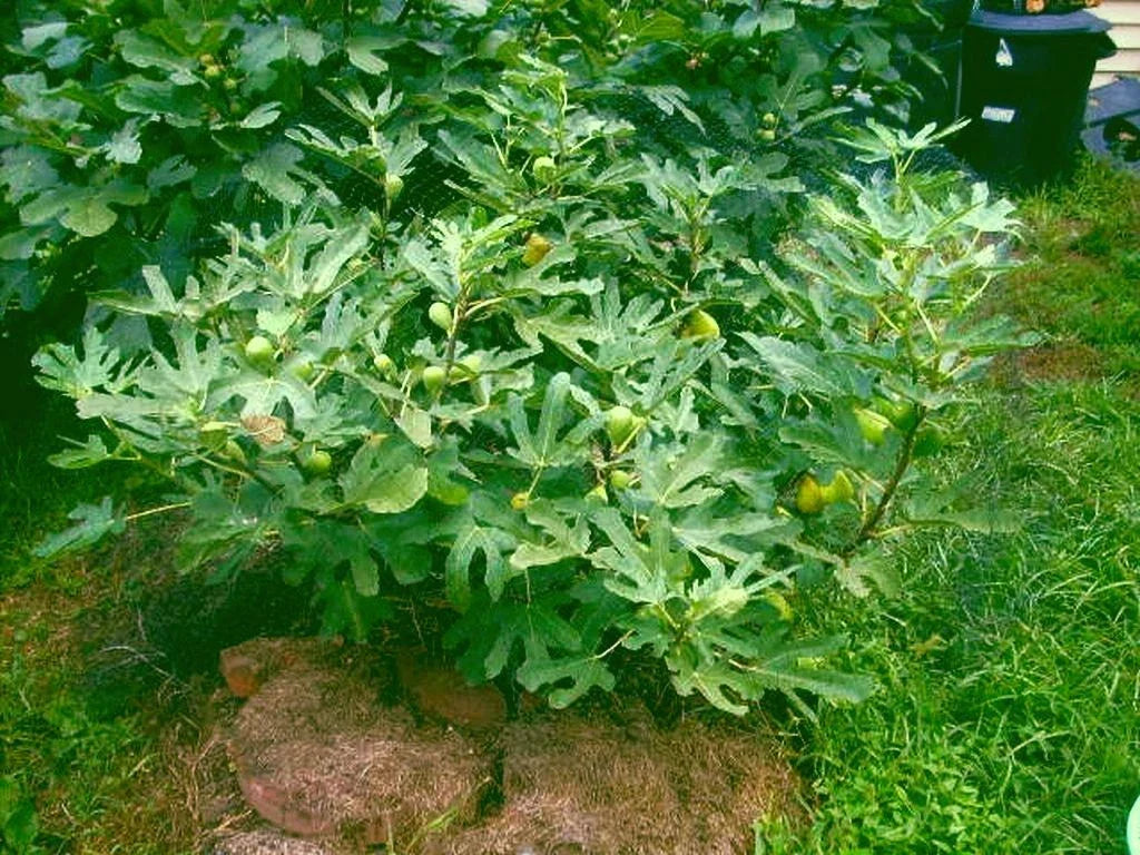 Fig Tree Cuttings 6 Pack Dalmatie Variety Ficus carica for Garden or Container Planting