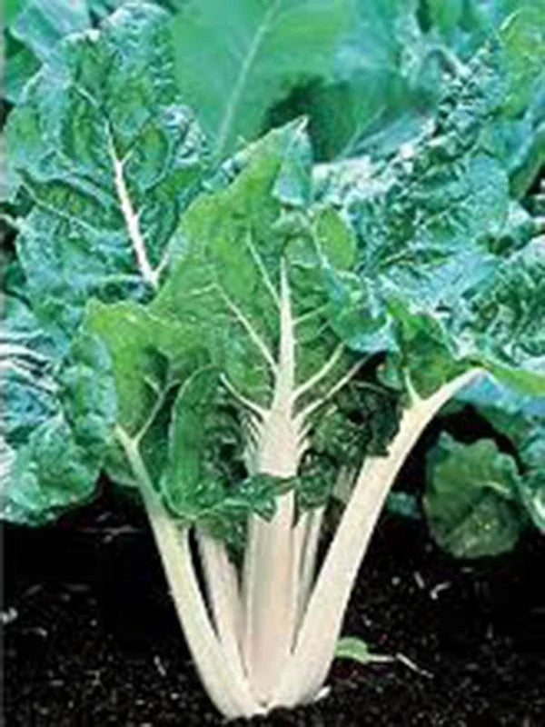 Swiss Chard Seeds Large White Ribbed Heirloom – Beta vulgaris subsp. cicla, 25+ Seeds for Crisp, Tasty Leaves