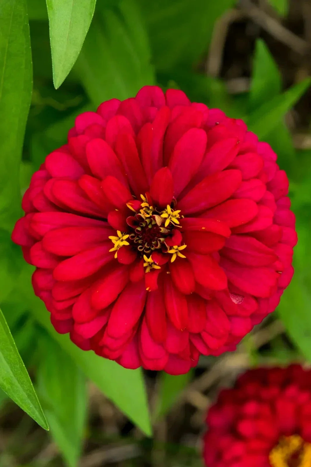 Cherry Queen Zinnia Seeds - Non-GMO, Easy Grow, Bright Red Flowers, Zinnia elegans Seed Packets