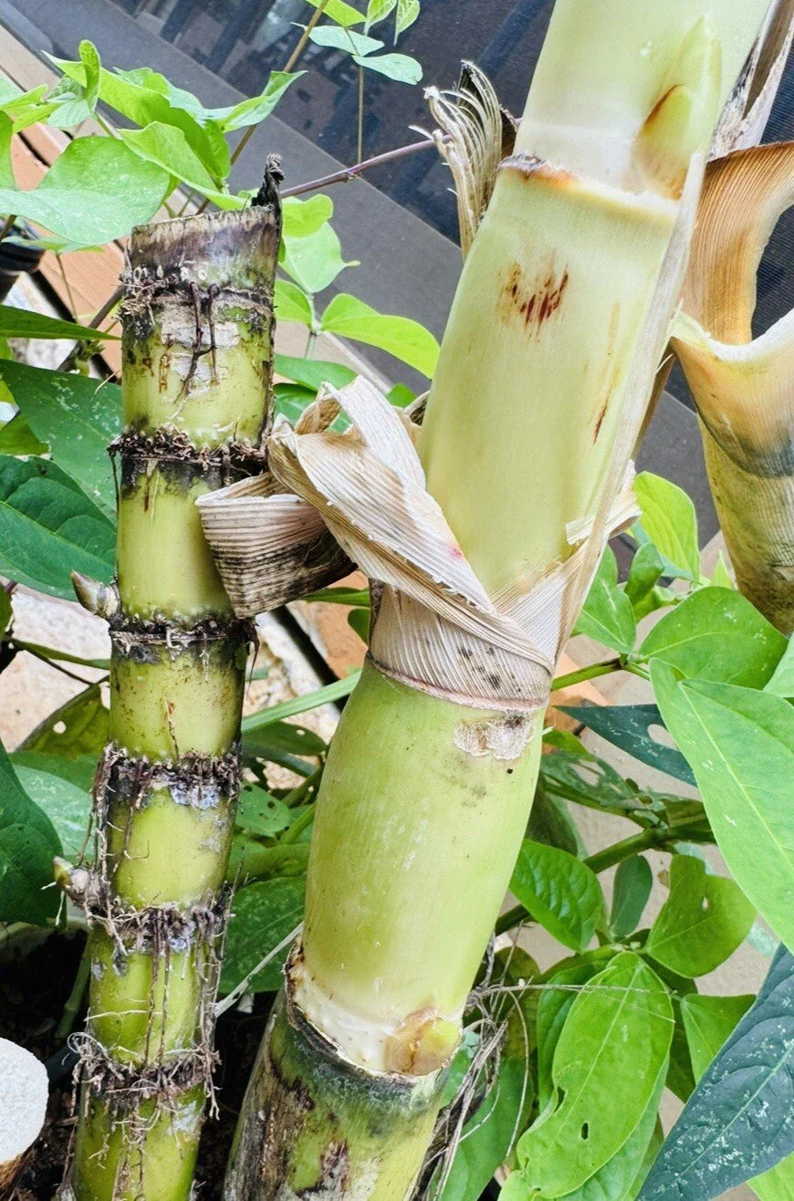 Fresh Green Sugarcane Cuttings Set of 2 – Organic Juicy Cultivar for Home Gardening and Propagation