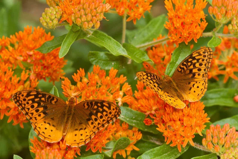 Butterfly Weed Live Starter Plant – Asclepias tuberosa Native Perennial, Monarch & Pollinator Attracting, Drought-Tolerant Garden Flower