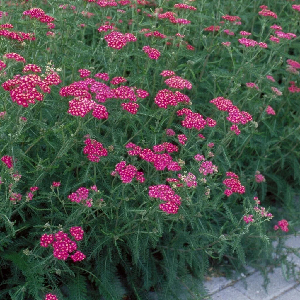 Yarrow 'Cerise Queen' Live Starter Plant | Bright Pink Hardy Perennial Achillea millefolium for Pollinators and Drought Tolerance