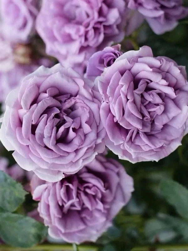 Unrooted Rose Cuttings Set of 3 – Quicksilver Climbing Rose, Lavender to Silvery Purple, Vining, Rosa ‘Quicksilver’