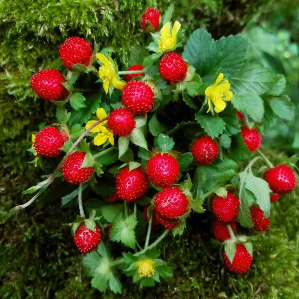Indian Strawberry Vine Seeds (100 Seeds) - Duchesnea Indica, Edible Ground Cover, Hardy Perennial