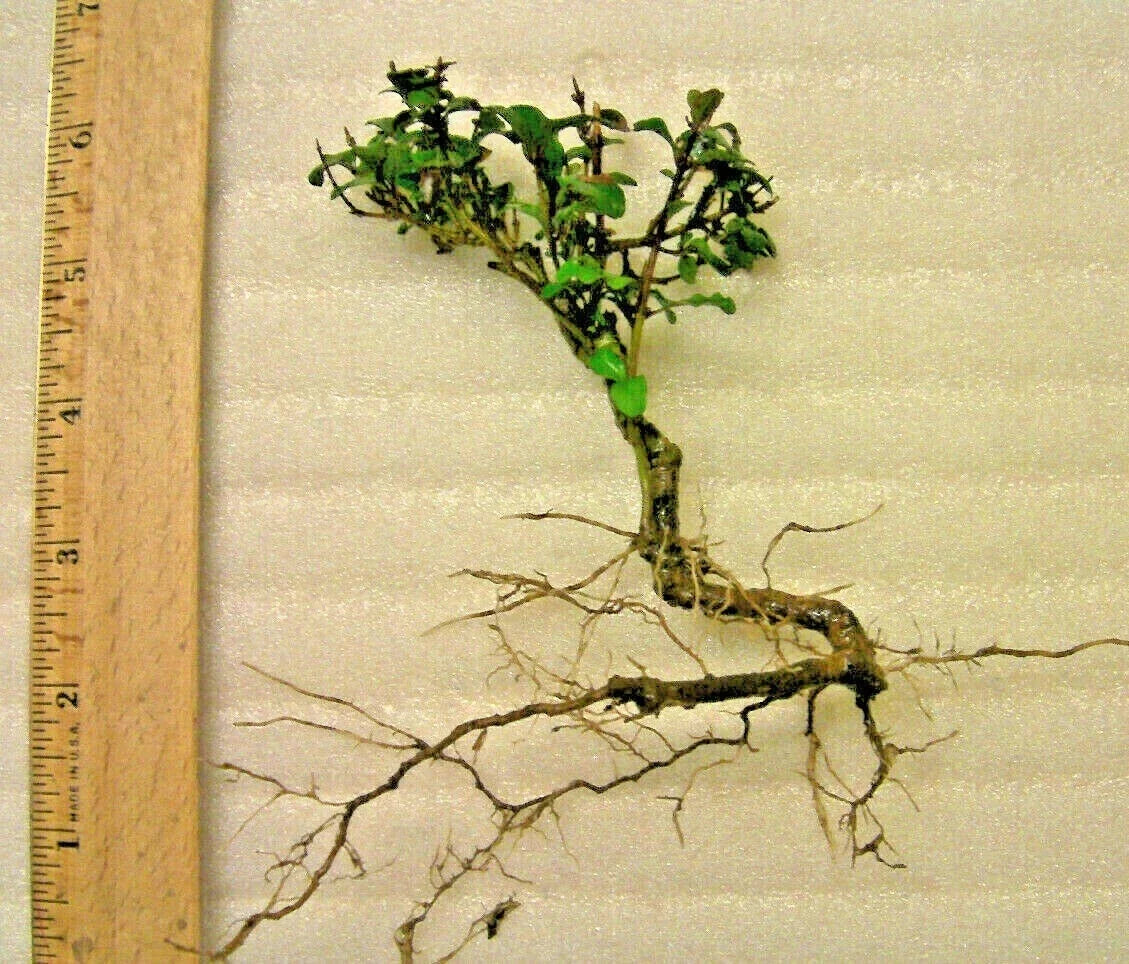 Mystery Evergreen Tree Pre-Bonsai Plant, Hardy Indoor/Outdoor Bonsai Starter, Unknown Species, Compact Bushy Foliage