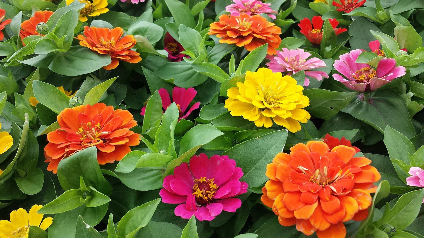 Zinnia Seeds - 100 Count - Short Stuff Mix - Compact Colorful Annual Flowers