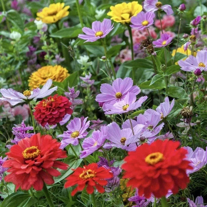 Zinnia & Cosmos Flower Seed Mix - 25 Seeds, Cosmic Zen Blend, Attracts Hummingbirds, Pollinator-Friendly, Easy to Grow, USA Seller
