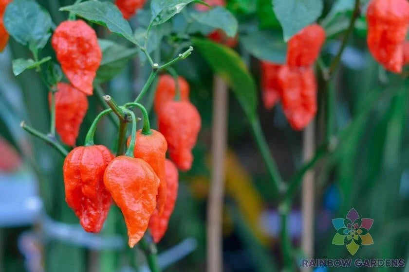 Carolina Reaper Hot Pepper Seeds - 25+ Count for Garden Planting - Capsicum chinense - USA Grown