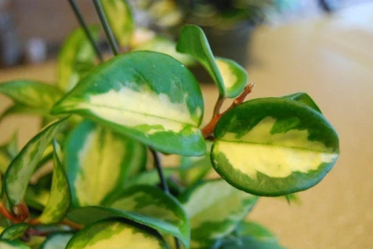 Hoya Carnosa Variegata Wax Plant - 4" Pot - Cream & Green Variegated Leaves - Hoya carnosa 'Rubra' Indoor Houseplant