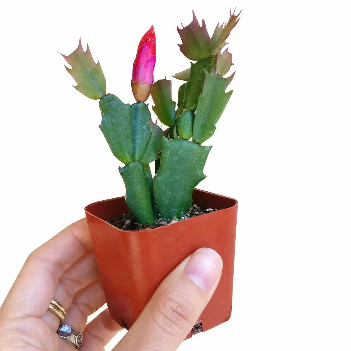 Christmas Cactus 2 Inch Plant - Schlumbergera - Thanksgiving & Easter Cactus