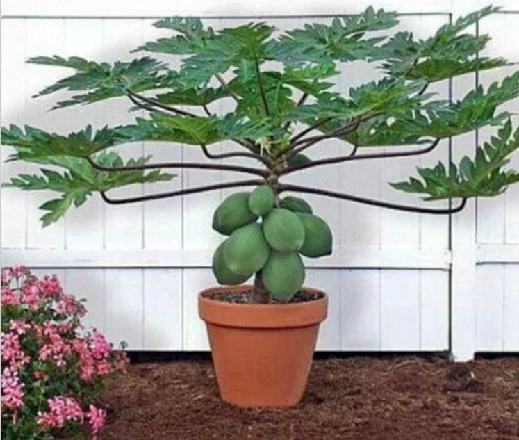 Waimanalo Papaya Seeds - 25 Pack, Carica papaya, Low-Ground Tropical Fruit Seeds, Non-GMO, USA Seller