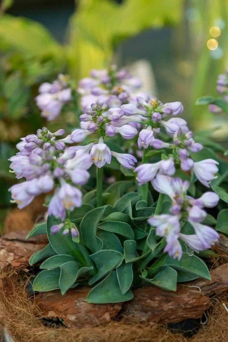Blue Mouse Ears Hosta Live Plant 4" Pot - Hosta sieboldiana Miniature Shade Perennial