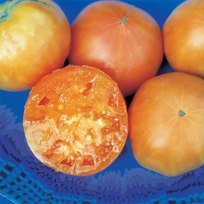 Heirloom Organic Kellogg's Breakfast Tomato Seeds – Solanum lycopersicum, Large Juicy Golden-Orange Tomatoes, Non-GMO, 10+ Seeds