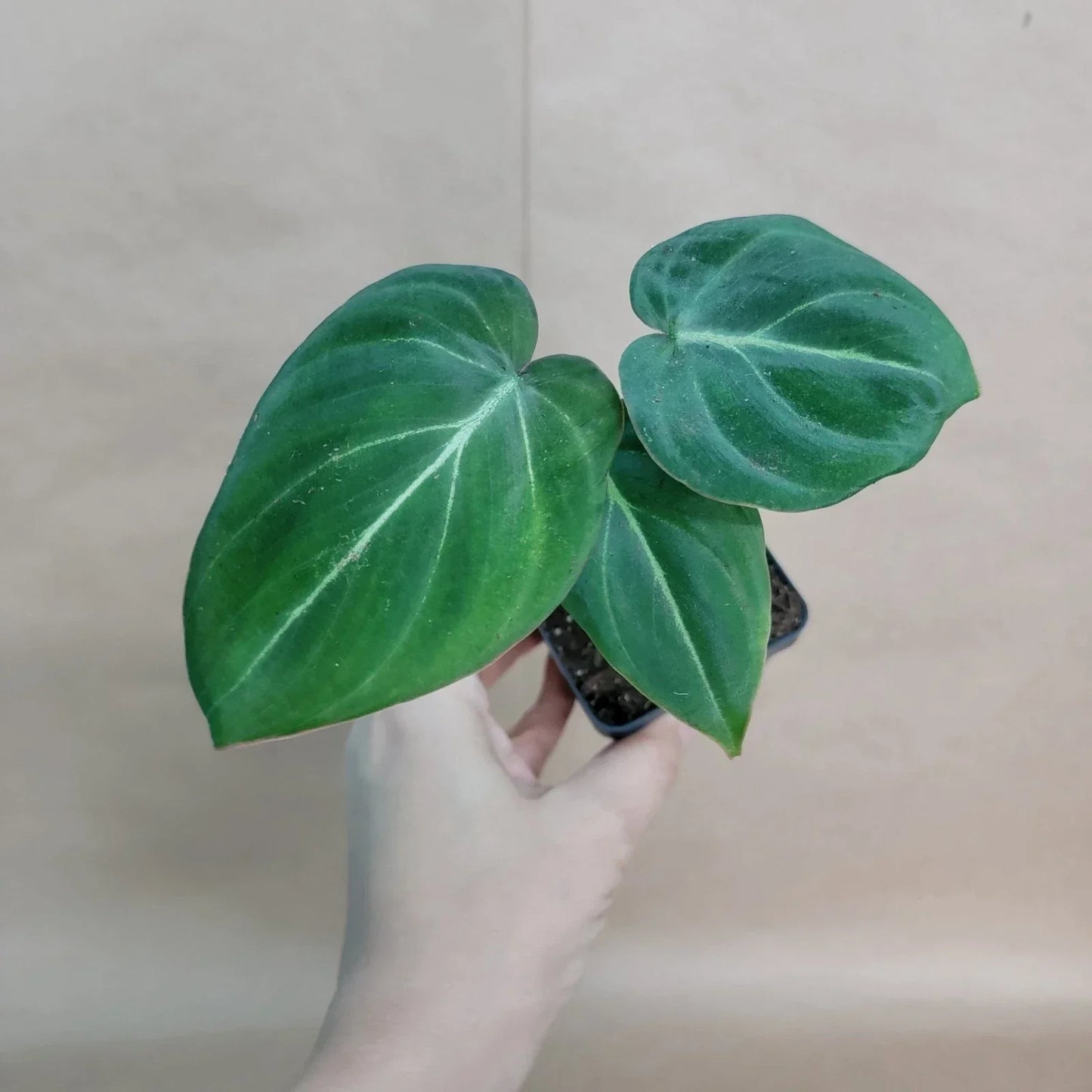 Philodendron Gloriosum Plant - 4" Velvet Aroid - Rare Indoor Houseplant - Healthy Rooted Live Plant