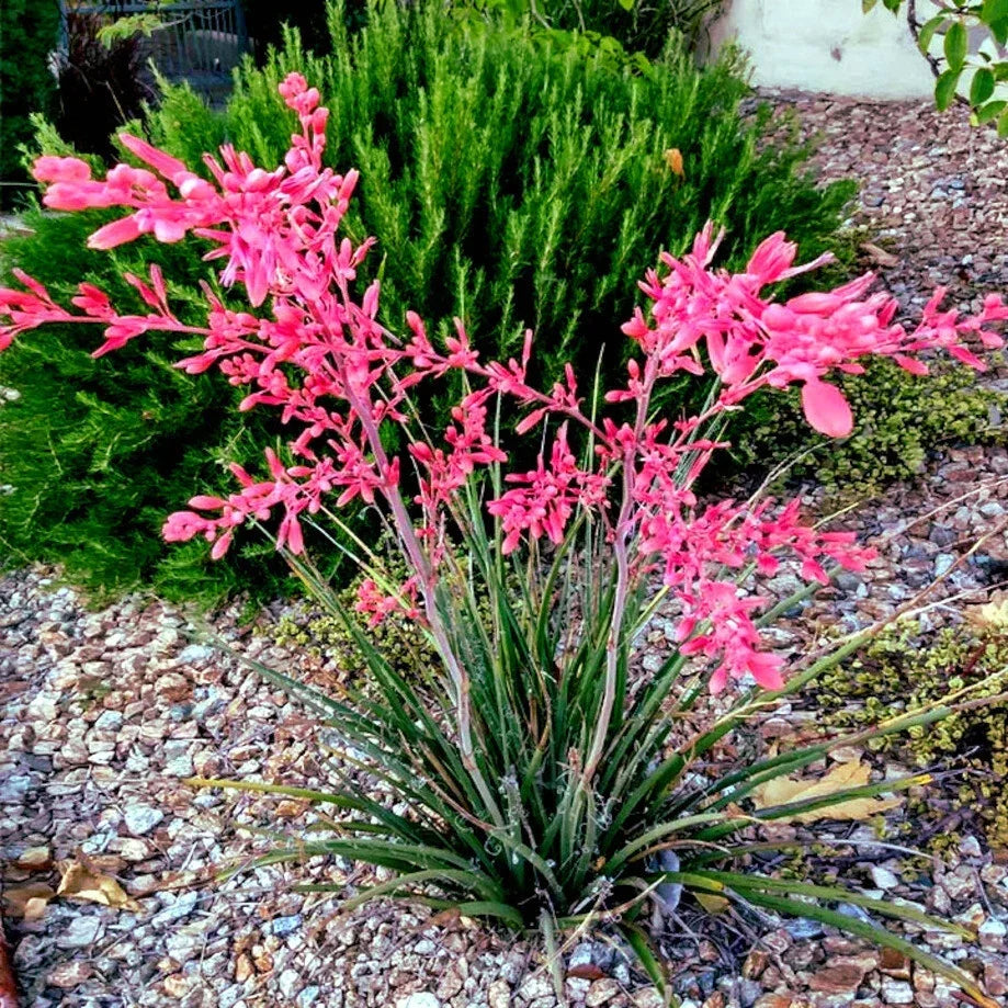 25 Red Yucca Seeds - Hesperaloe parviflora Perennial Plant for Attracting Hummingbirds & Butterflies