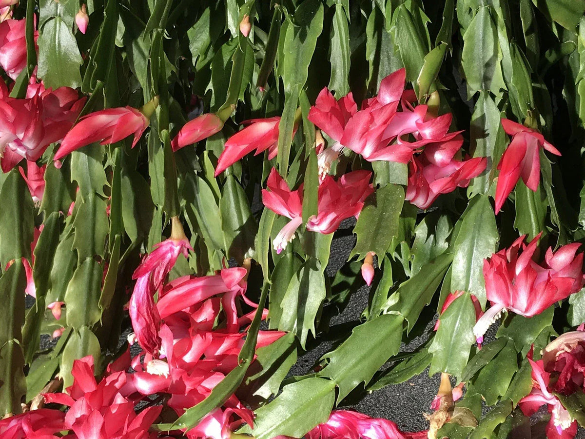 Christmas Cactus Cuttings 6 Pack, Schlumbergera Buckleyi, Indoor Plant Propagation, Holiday Blooming Succulent