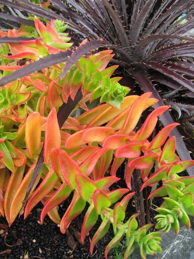 Campfire Succulent Cuttings - 3 Pieces Crassula perfoliata var. falcata Vibrant Green and Red Foliage